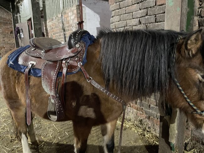 Western horse tack for sale, Georgina kingston , Siodło westernowe , Hull