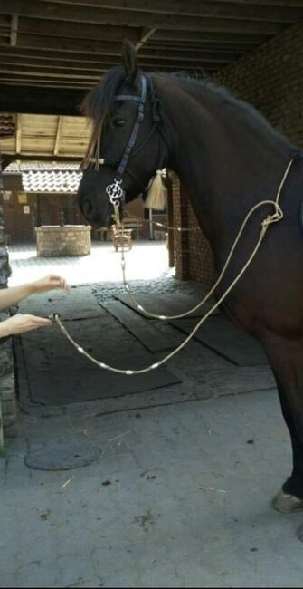 Westernzügel Romal Reins, Mona Osting , Bridles & Headstalls, Oberhausen 