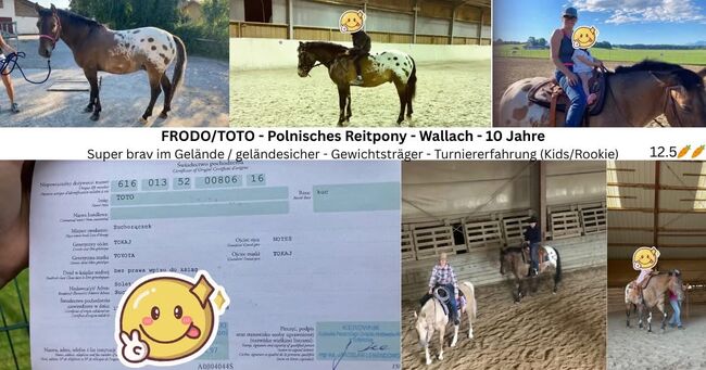 Western Reitpony - 10 Jahre - Wallach, Iris, Horses For Sale, Frankenmarkt 