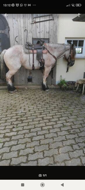 Westernsattel Kaltblut 17 ", Lamicell, Lisa, Western Saddle, Aremberg, Image 6