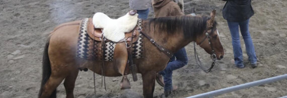 Westernsattel Custom Made Wade Arbeitssattel Backyard Saddlery Fritz Riedl 15“, Fritz Riedl Backyard Saddlery , Niki, Western Saddle, Bad Mergentheim, Image 19