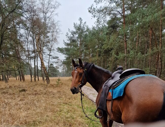 western zadel, Muijs, Robbert-Jan Huijding, Western Saddle, Nijmegen, Image 18