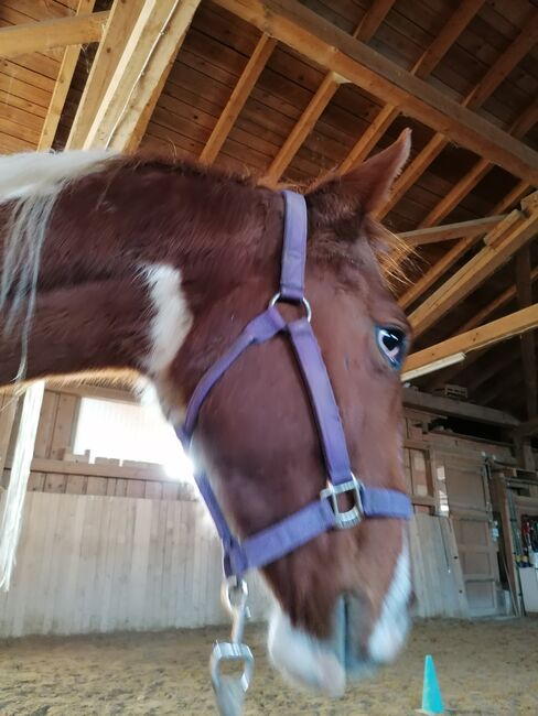 Westernsattel, Sunbeam Ranch! , Western Saddle, Kaufbeuren 