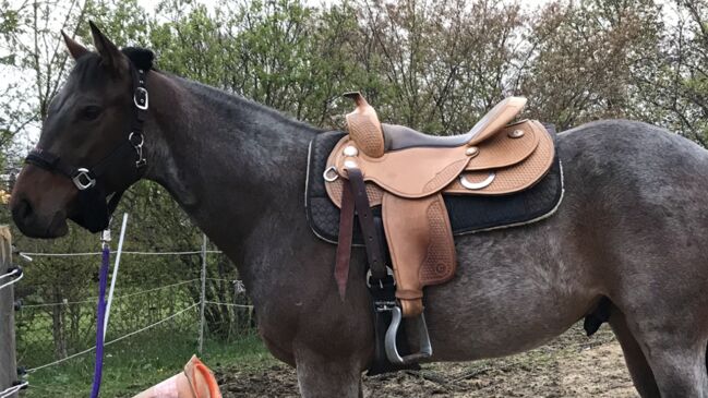 Westernsattel, Equiflex Continental  RS Reining Sports, Tanja , Western Saddle, Obernheim, Image 8