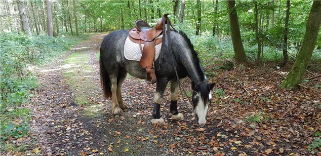 Westernsattel, Nicole , Western Saddle, Rutsweiler, Image 3