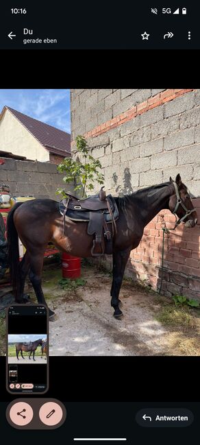 Westernsattel Freemax  Büffelleder (inkl. Pad und Sattelgurt), Freemax, Katharina Schwarz , Western Saddle, Darmstadt , Image 5