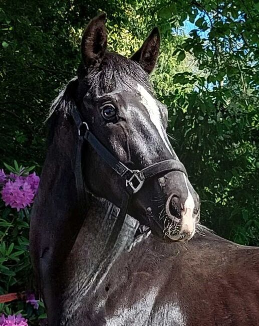 Westfale - Nachwuchstalent abstammend von Taurus x Dimaggio, Pferdevermittlung Leus (Pferdevermittlung Leus ), Pferd kaufen, Neustadt, Abbildung 4