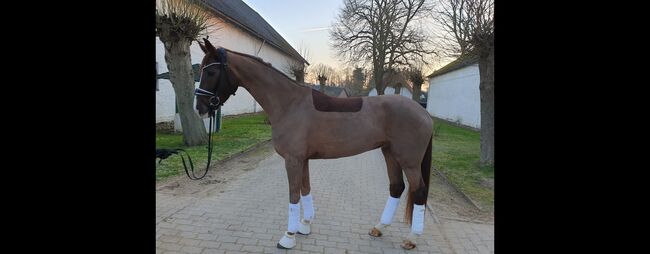 Westfale , Stute, 5 Jahre, 174 cm, Fuchs, Andrey, Horses For Sale, Süsel