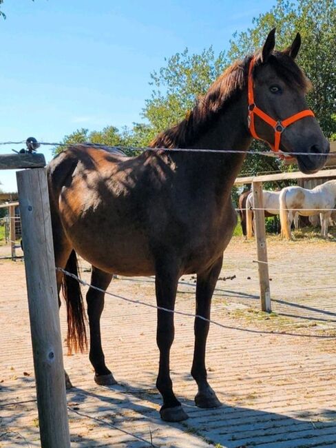 Westfalenstute 19, Deutsches Reitpony 18, Birgit, Pferd kaufen, Senden, Abbildung 4