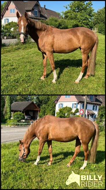 Westfalen Ponystute zu verkaufen, B. Knür, Horses For Sale, Salmsach, Image 3