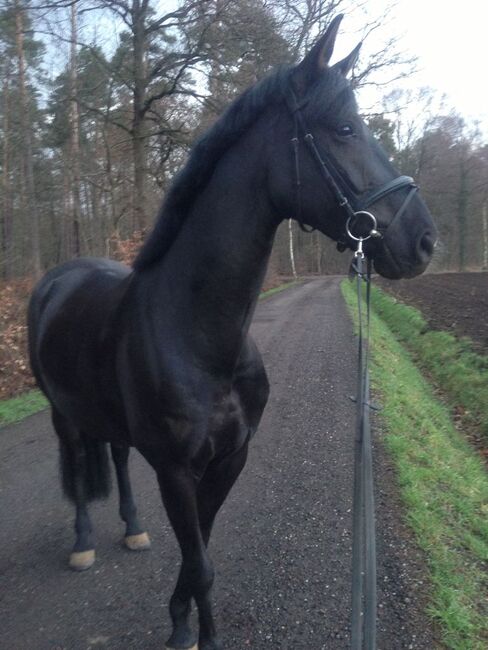 Westfalenstute, Anette Reiss, Horses For Sale, Gronau (Westfalen), Image 2