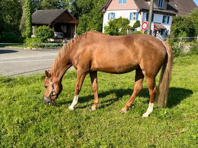 Westfalen Ponystute zu verkaufen, B. Knür, Horses For Sale, Salmsach, Image 2
