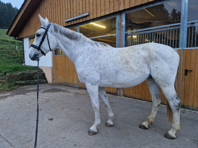 Westfalen Stute für Freizeit und Zucht, Desiree koch , Horses For Sale, Geislingen , Image 2