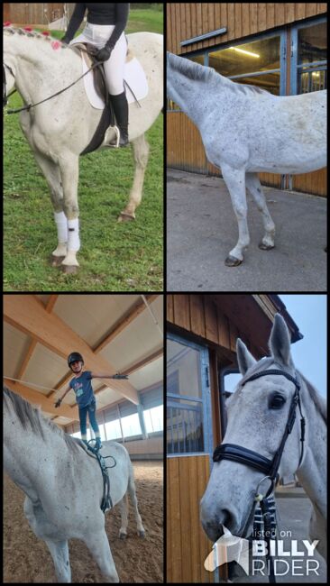 Westfalen Stute für Freizeit und Zucht, Desiree koch , Horses For Sale, Geislingen , Image 5