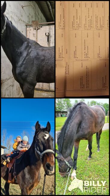 Westfale Sir Stanford, Andre, Horses For Sale, Matzendorf, Image 7