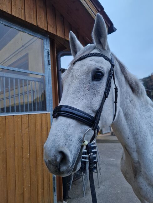 Westfalen Stute für Freizeit und Zucht, Desiree koch , Horses For Sale, Geislingen , Image 3