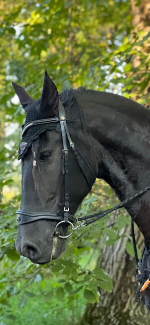 Westfale abzugeben wegen bestandsverkleinerung, Anna, Horses For Sale, Kappelrodeck, Image 2