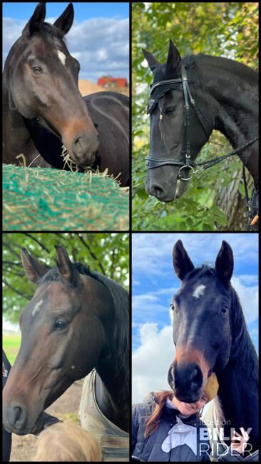 Westfale abzugeben wegen bestandsverkleinerung, Anna, Horses For Sale, Kappelrodeck, Image 7