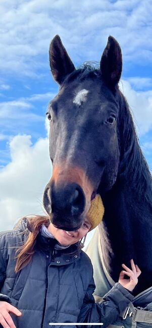 Westfale abzugeben wegen bestandsverkleinerung, Anna, Horses For Sale, Kappelrodeck, Image 4