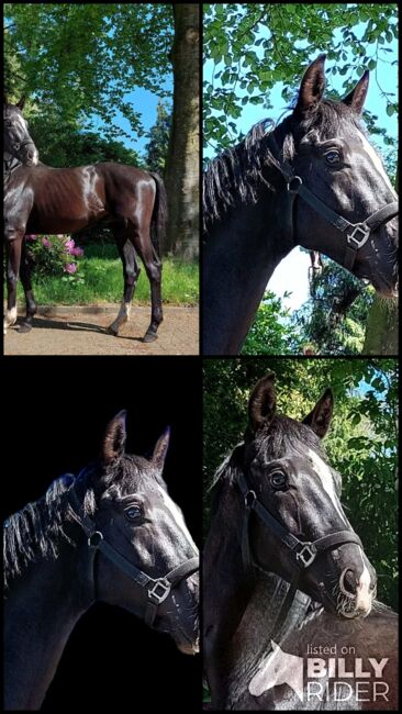 Westfale - Nachwuchstalent abstammend von Taurus x Dimaggio, Pferdevermittlung Leus (Pferdevermittlung Leus ), Horses For Sale, Neustadt, Image 5