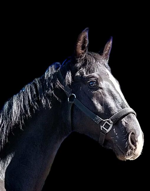 Westfale - Nachwuchstalent abstammend von Taurus x Dimaggio, Pferdevermittlung Leus (Pferdevermittlung Leus ), Horses For Sale, Neustadt, Image 3