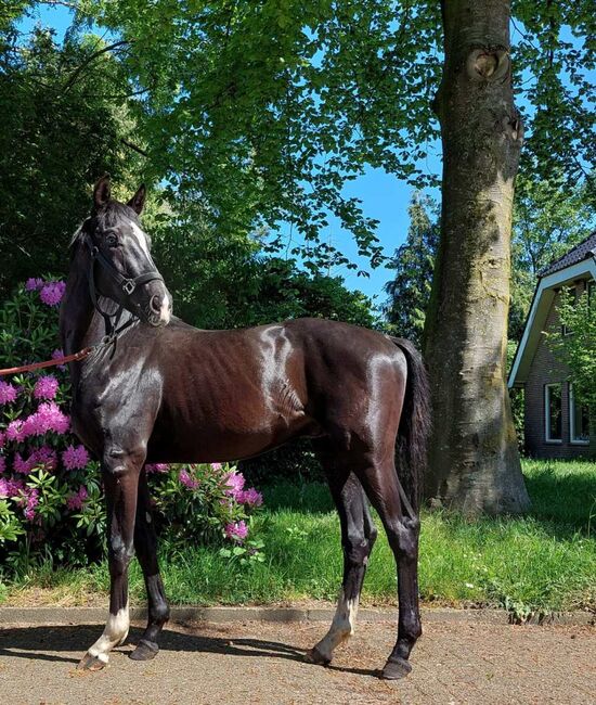 Westfale - Nachwuchstalent abstammend von Taurus x Dimaggio, Pferdevermittlung Leus (Pferdevermittlung Leus ), Horses For Sale, Neustadt