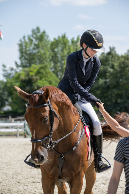 Whiskey del Tiglio, Judit Szalay, Horses For Sale, Sokorópátka, Image 3