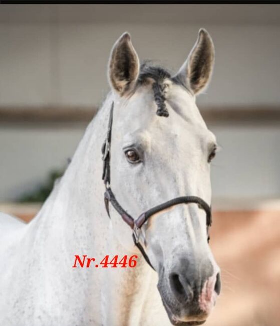 Der weisse PRE Riese, ISPA - Iberische Sportpferde Agentur (ISPA - Iberische Sportpferde Agentur), Horses For Sale, Bedburg, Image 3