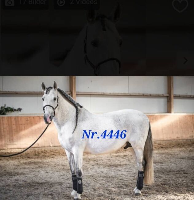 Der weisse PRE Riese, ISPA - Iberische Sportpferde Agentur (ISPA - Iberische Sportpferde Agentur), Horses For Sale, Bedburg, Image 4