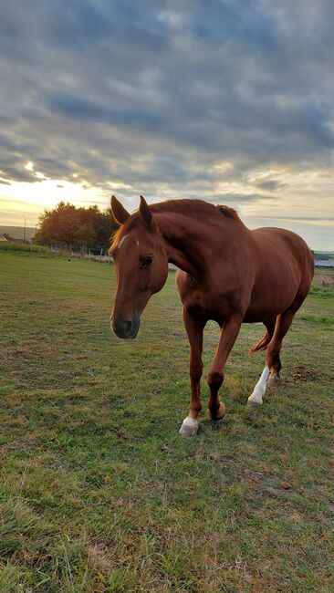 Wer schenkt dieser tollen Stute sein Herz ❤️, Tina, Horses For Sale, Döbeln, Image 7