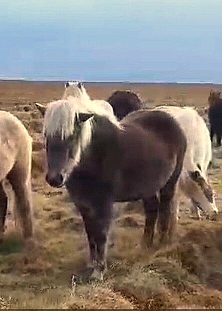 Windfarben, viel Tölt und tragend vom Helmschecken, Islandpferde-aus-Island, Konie na sprzedaż, Südisland