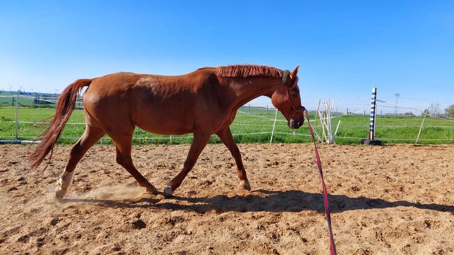 Wer schenkt dieser tollen Stute sein Herz ❤️, Tina, Horses For Sale, Döbeln, Image 6