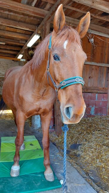 Wer schenkt dieser tollen Stute sein Herz ❤️, Tina, Horses For Sale, Döbeln, Image 5