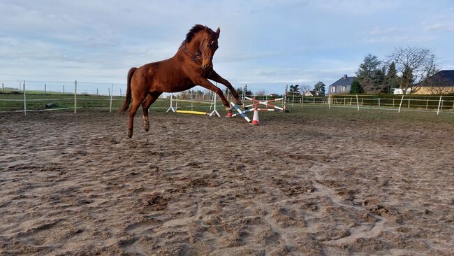 Wer schenkt dieser tollen Stute sein Herz ❤️, Tina, Horses For Sale, Döbeln, Image 3