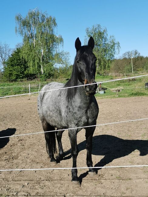 Treuer Freund auf vier Hufen: Blue sucht erfahrenen Reiter, Mellies, Konie na sprzedaż, Berlin, Image 7