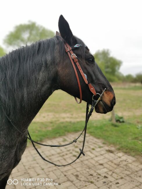 Treuer Freund auf vier Hufen: Blue sucht erfahrenen Reiter, Mellies, Konie na sprzedaż, Berlin