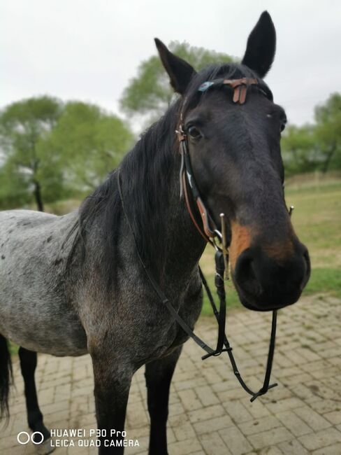 Treuer Freund auf vier Hufen: Blue sucht erfahrenen Reiter, Mellies, Konie na sprzedaż, Berlin, Image 4