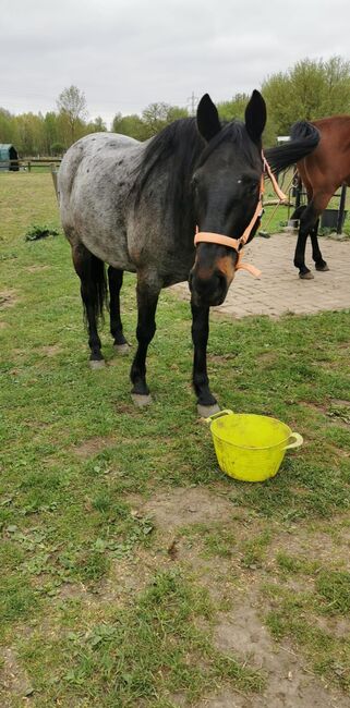 Treuer Freund auf vier Hufen: Blue sucht erfahrenen Reiter, Mellies, Konie na sprzedaż, Berlin, Image 2