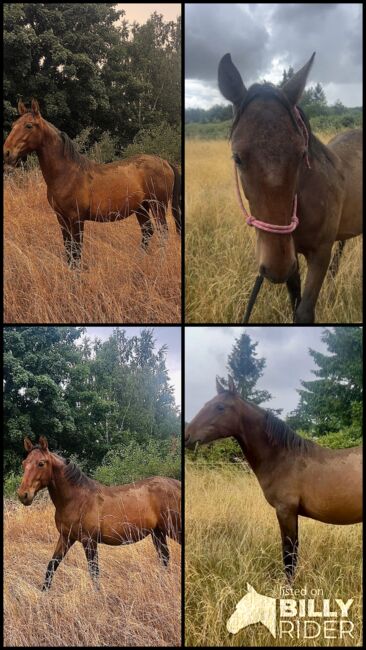 Darf‘s ein bisschen Barock sein? Andalusier PRE Spanier, Arlt, Horses For Sale, Ballenstedt , Image 7