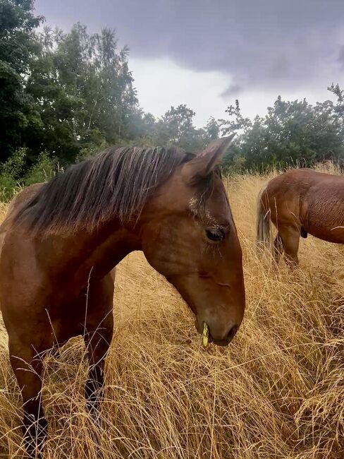 Darf‘s ein bisschen Barock sein? Andalusier PRE Spanier, Arlt, Horses For Sale, Ballenstedt , Image 2