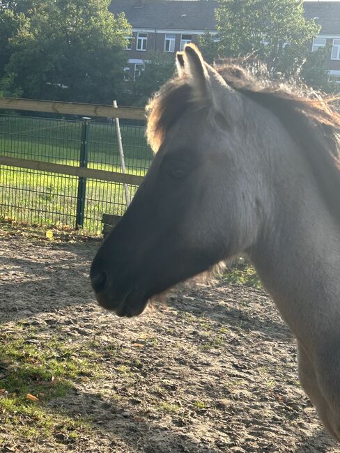 Wildpferd Dülmener, Melanie K, Horses For Sale, Dülmen, Image 2