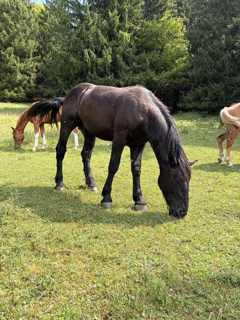 Willi Norikerhengst 1,5j, S-t-g-a, Horses For Sale, Scheibbs