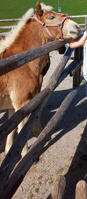 Wilma, 4-jährige Haflingerstute, Sophia , Pferd kaufen, Bad Dürrnberg, Abbildung 2