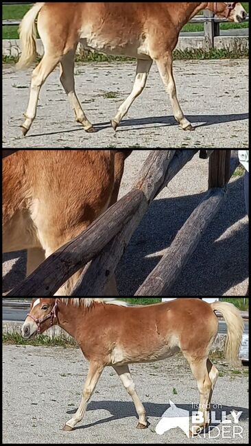 Wilma, 4-jährige Haflingerstute, Sophia , Horses For Sale, Bad Dürrnberg, Image 4