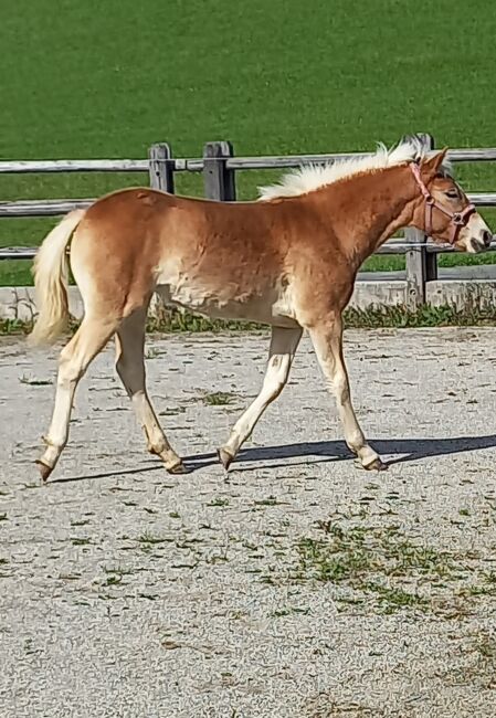 Wilma, 4-jährige Haflingerstute, Sophia , Horses For Sale, Bad Dürrnberg