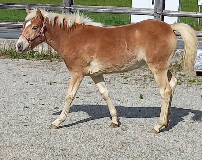 Wilma, 4-jährige Haflingerstute, Sophia , Horses For Sale, Bad Dürrnberg, Image 3