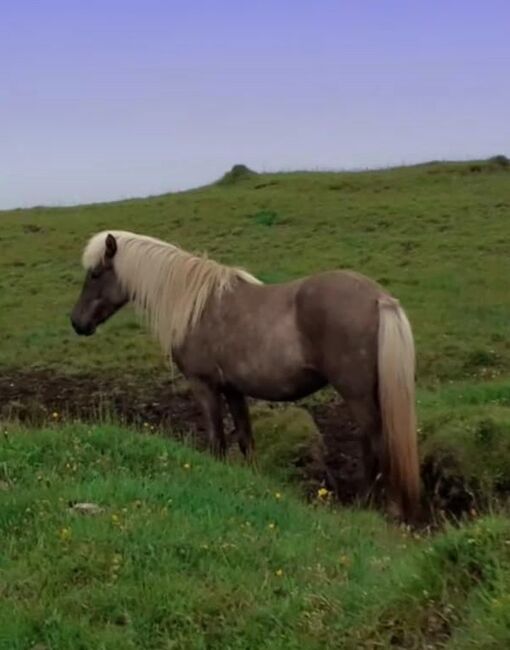 Windfarbene 2-jährige für Zucht und Freizeit, ausIsland, Ursula Richard, Horses For Sale, Südisland