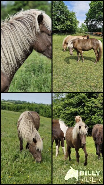 Windfarbene Stute, Naturtölterin 2 Jahre mit Aufzuchtsplatz, Häsler, Horses For Sale, Malente, Image 6