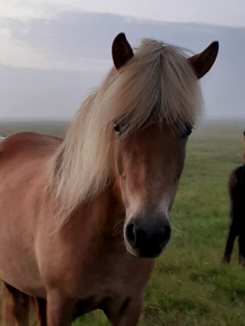 Windfarbene Stute für Zucht und Freizeit, ausIsland, Ursula Richard, Horses For Sale, Südisland