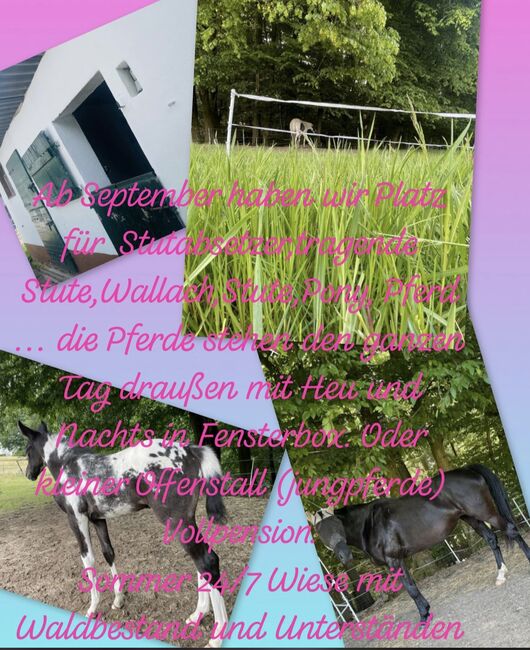 Fensterbox, Biene, Horse Stables, Much